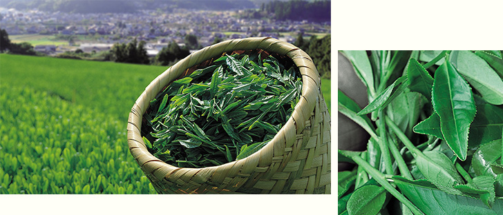 静岡茶とは?